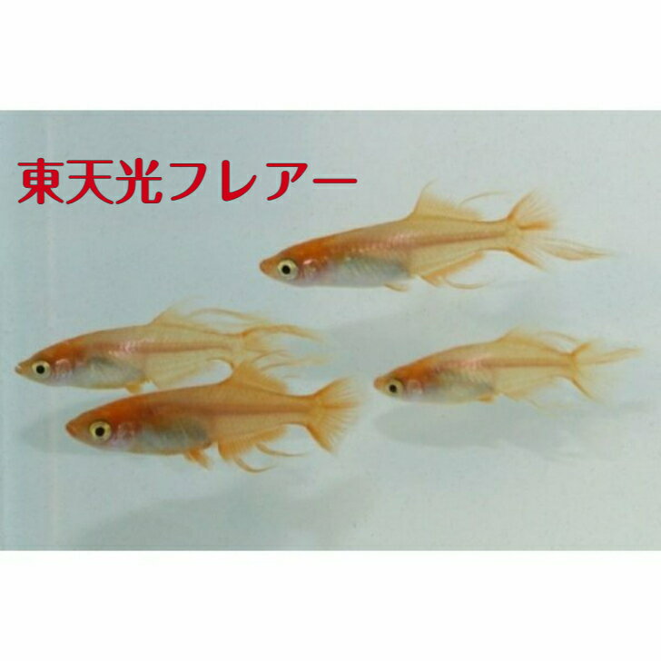 東天光フレアー（とうてんこうふれあー）メダカの稚魚・10匹 メダカ 幹之 楊貴妃 猫飯