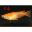 紅帝(こうてい)メダカの稚魚・10匹 メダカ 幹之 楊貴妃 猫飯(4)