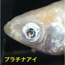 プラチナアイメダカの稚魚・10匹 メダカ 幹之 楊貴妃 猫飯