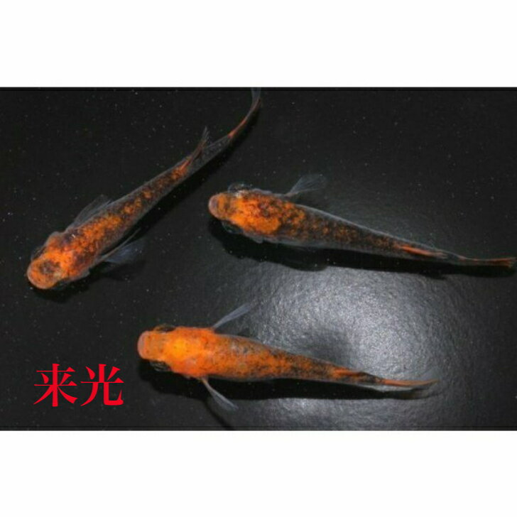 来光（らいこう）メダカの稚魚・10匹 メダカ 幹之 楊貴妃 猫飯のサムネイル