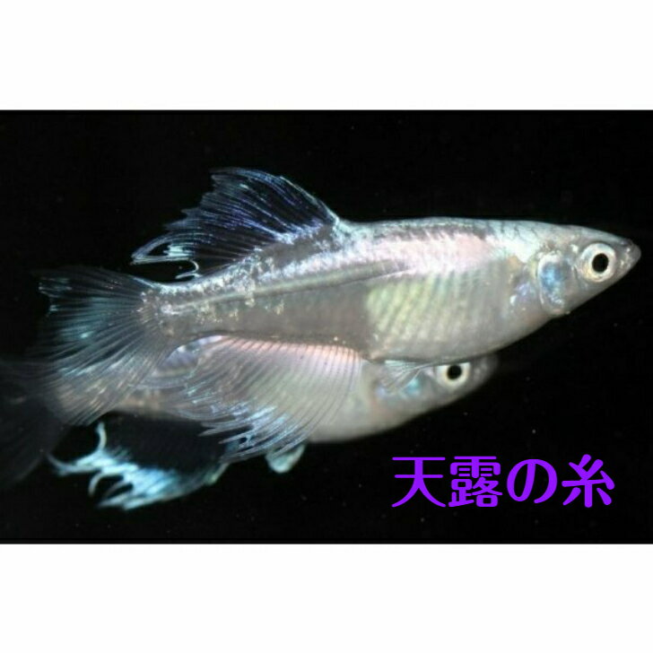 樂天商城 - 天露の糸（あまつゆのいと）メダカの稚魚・10匹 メダカ 幹之 楊貴妃 猫飯オリジナル