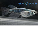 サバブラックメダカの稚魚 10匹 メダカ 幹之 楊貴妃 猫飯