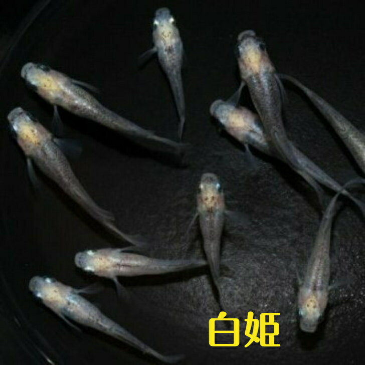 楽天市場】白姫 メダカの通販