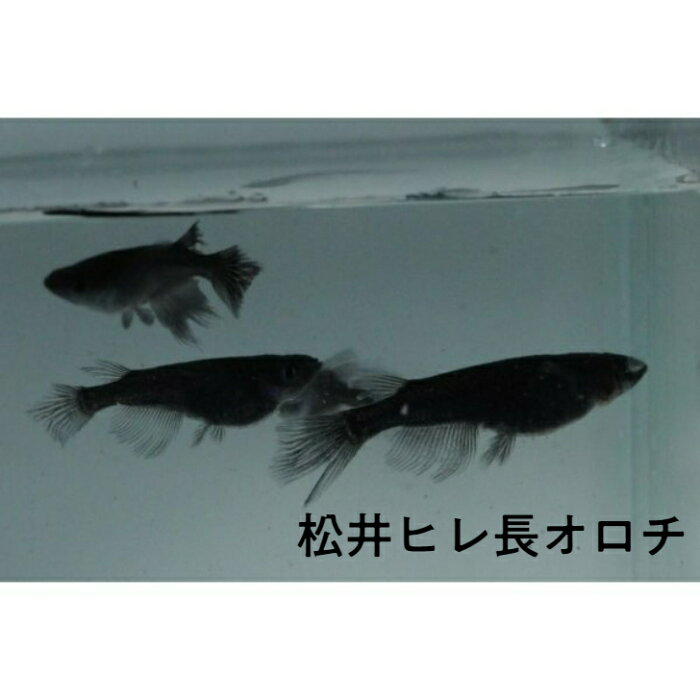 松井ヒレ長オロチ(まついひれながおろち)メダカの稚魚・10匹 メダカ 幹之 楊貴妃 猫飯