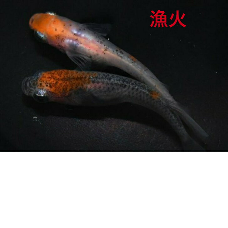 漁火（いさりび）メダカの稚魚・10匹 メダカ 幹之 楊貴妃 猫飯のサムネイル