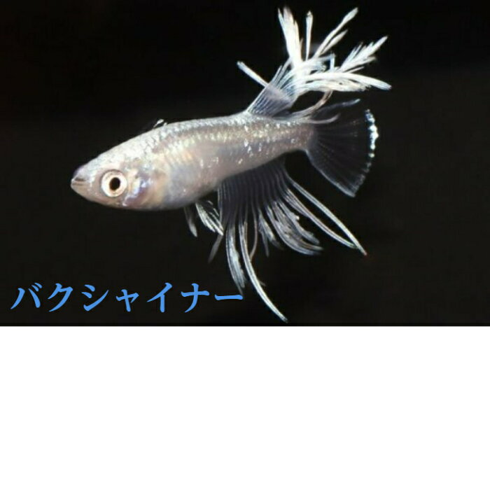 バクシャイナーメダカの稚魚・10匹 メダカ 幹之 楊貴妃 猫飯オリジナル