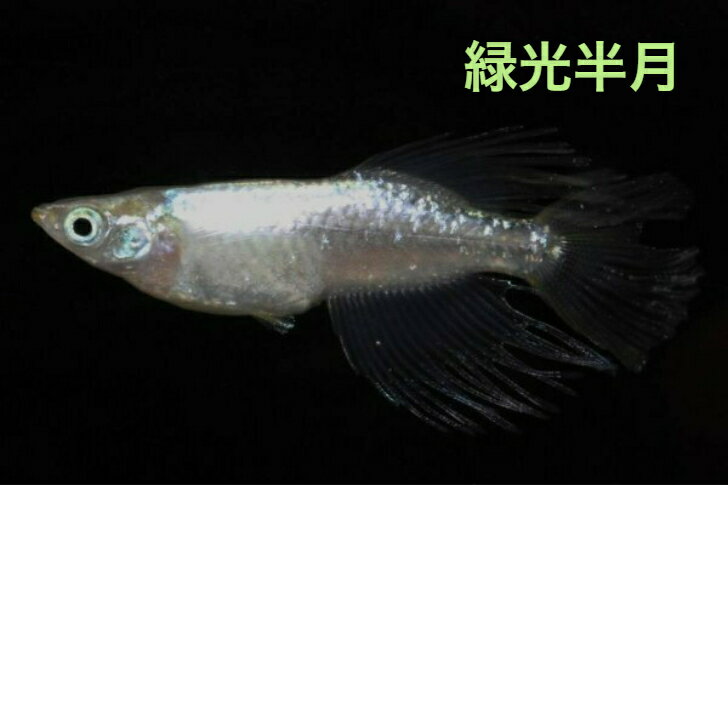 商品情報名称緑光半月メダカ（稚魚）内容量10匹その他商品説明【発送について】観賞魚用ビニール袋に圧縮酸素を入れ袋を2重にし、それを発泡スチロールの箱にてお送りいたします。無選別にてお送りいたしますので、サイズ、柄、雄雌の指定はお受けできません。【生体について】到着時には本来の体色よりも薄くなっていることがあります、環境に慣れてくると本来の体色が出てくると思われます。注意モニター発色の具合により色合いが異なる場合がございます。緑光半月（りょっこうはんげつ）メダカの稚魚・10匹 メダカ 幹之 楊貴妃 猫飯オリジナル 画像は親魚です、販売個体ではありません。 7