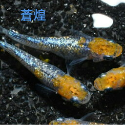 蒼煌（そうこう）メダカの稚魚・10匹 メダカ 幹之 楊貴妃 猫飯