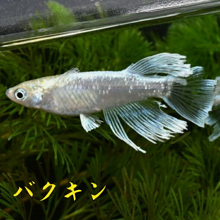 バクキンメダカの稚魚・10匹 メダカ 幹之 楊貴妃 初心者 人気 猫飯 メダカ女子