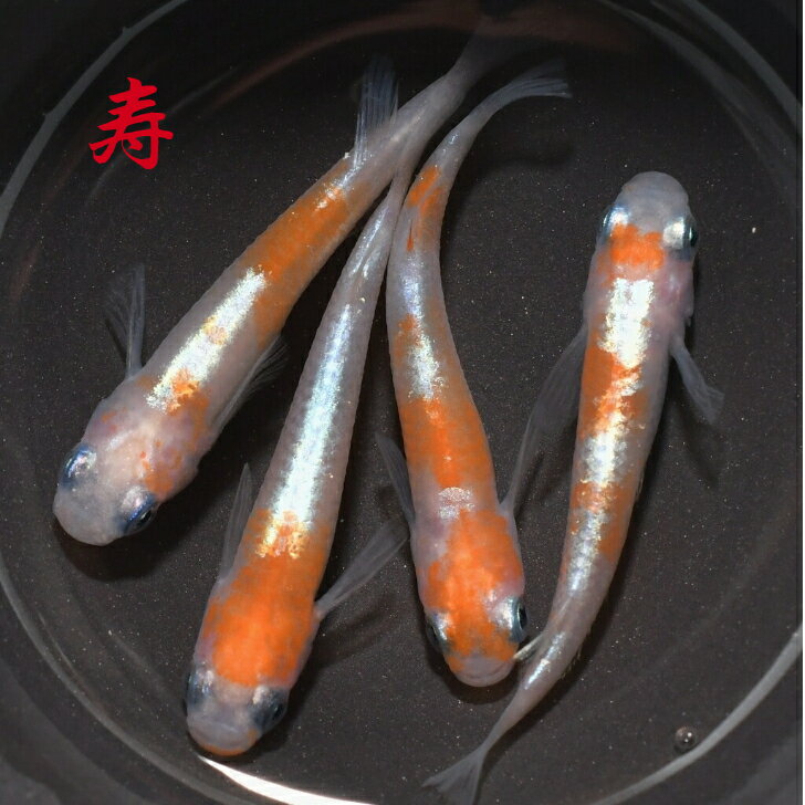 寿（ことぶき）メダカの稚魚・10匹 メダカ 幹之 楊貴妃 初心者 人気 猫飯 メダカ女子
