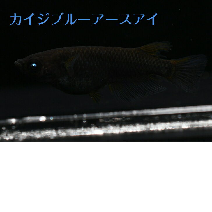 カイジブルーアースアイメダカの稚魚・10匹 メダカ 幹之 楊貴妃 初心者 人気 猫飯 メダカ女子