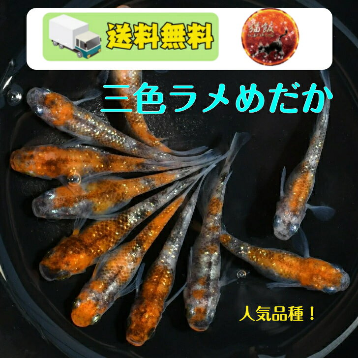 三色ラメ（さんしょくらめ）メダカの稚魚・10匹　送料無料　 楽天　猫飯　メダカ 三色　幹之 楊貴妃 ラメ 稚魚　人気