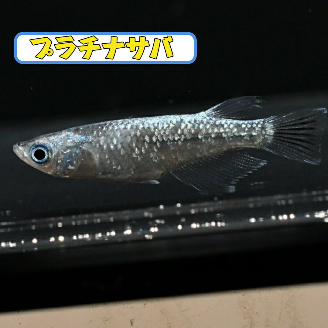 プラチナサバ（プラチナサバ）メダカの稚魚・10匹 メダカ 幹之 楊貴妃 猫飯