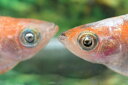 アマテラス三色アースアイメダカの稚魚・10匹 銀 メダカ 幹之 楊貴妃 猫飯(4)