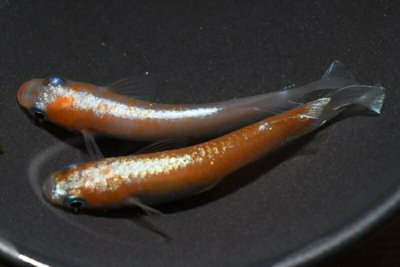 オリジナル品種・モヒモヒZメダカの稚魚・10匹 メダカ 幹之 楊貴妃 猫飯