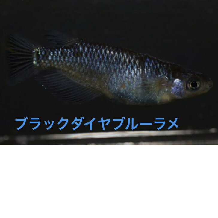 メダカ］県内有名ブリーダー上見強ラメブラックダイヤ12匹