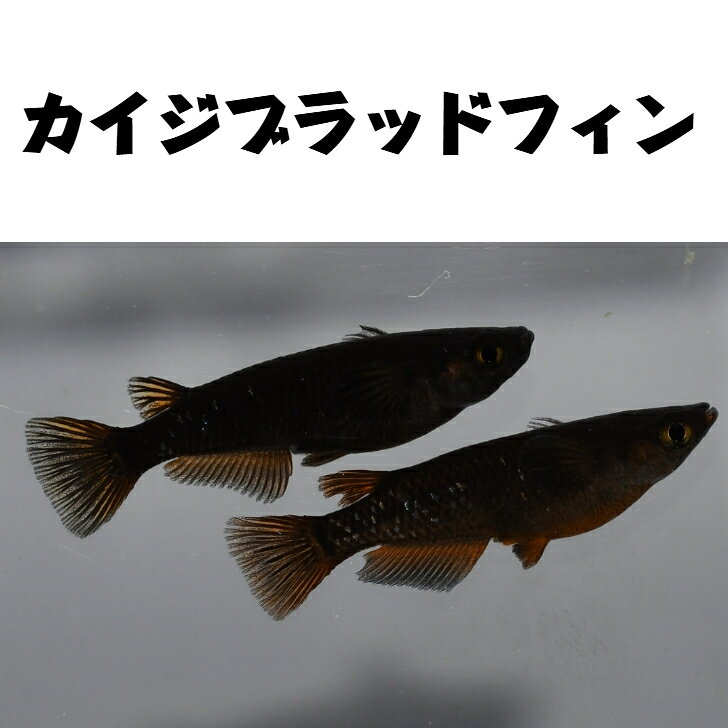 商品情報名称カイジブラッドフィンメダカ（稚魚）内容量10匹その他商品説明【発送について】観賞魚用ビニール袋に圧縮酸素を入れ袋を2重にし、それを発泡スチロールの箱にてお送りいたします。無選別にてお送りいたしますので、サイズ、柄、雄雌の指定はお受けできません。【生体について】到着時には本来の体色よりも薄くなっていることがあります、環境に慣れてくると本来の体色が出てくると思われます。注意モニター発色の具合により色合いが異なる場合がございます。カイジブラッドフィンメダカの稚魚・10匹 お送りする魚のサイズは10ミリ〜15ミリ前後。ランダムに掬いお送りいたします。 7