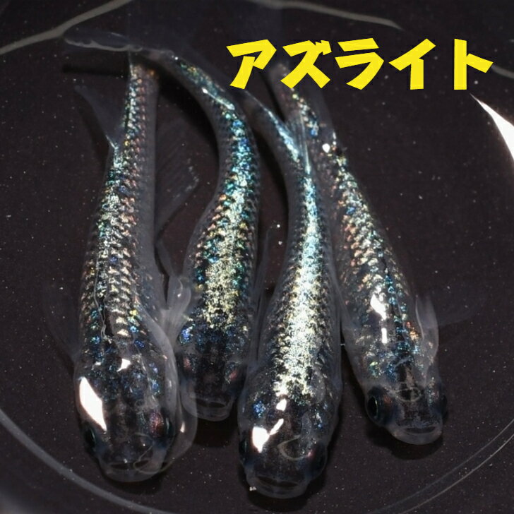 アズライトメダカの稚魚・10匹青い宝石！