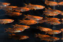 紅薊メダカの稚魚・10匹(4)