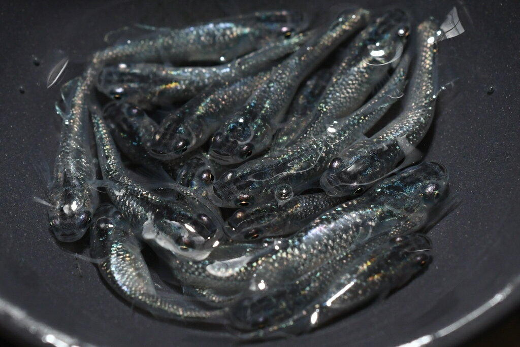 黒ラメ光体型メダカの稚魚・10匹