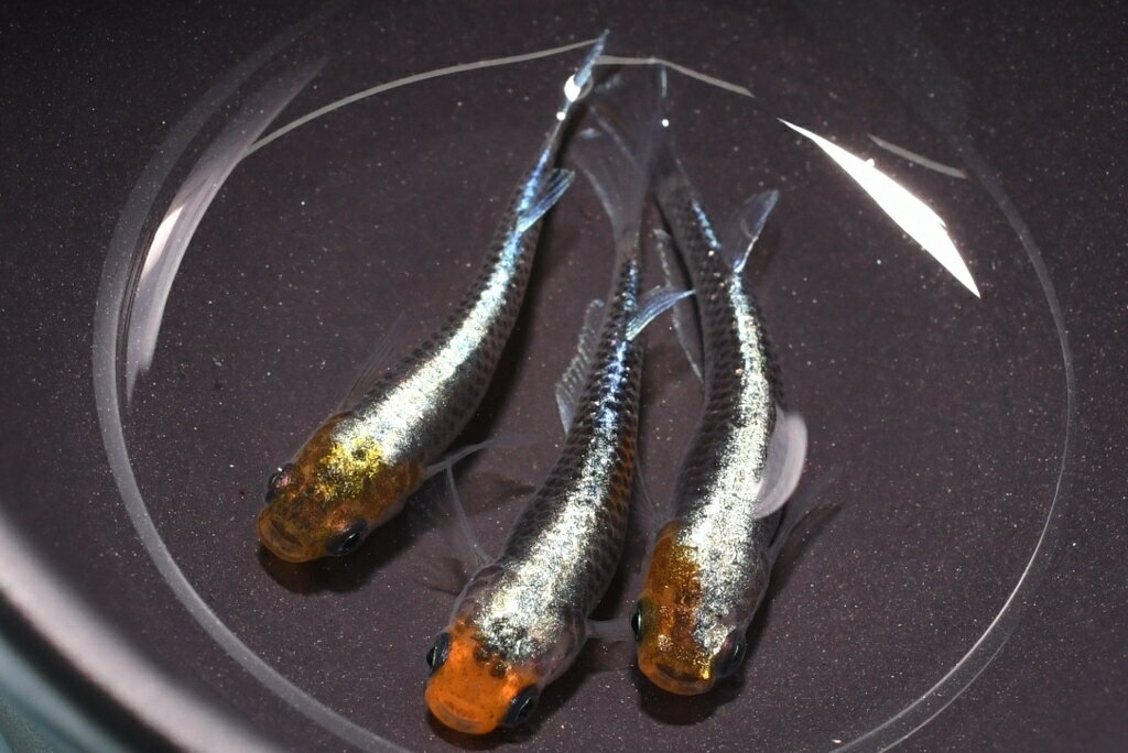 天照雷神メダカの稚魚・10匹