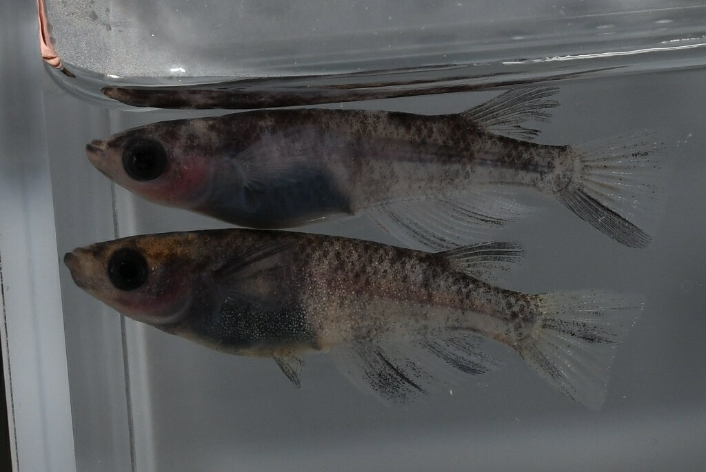 白御影メダカの稚魚・10匹