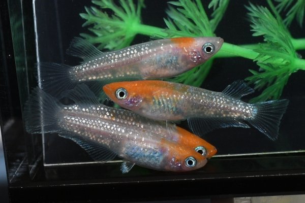 王彗華（おうすいか）メダカの稚魚・10匹　送料無料　 楽天　猫飯　メダカ 三色　幹之 楊貴妃 ラメ 稚..