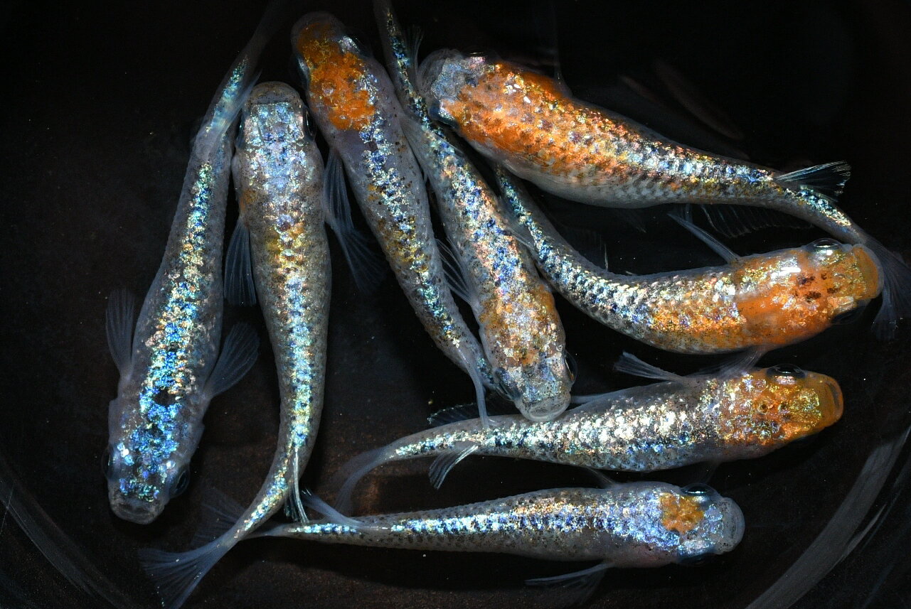 ユリシスパラディーゾメダカの稚魚・10匹 メダカ 幹之 楊貴妃 猫飯