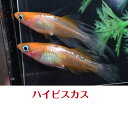 ハイビスカスメダカの稚魚・10匹 送料無料 楽天 猫飯 メダカ 三色 幹之 楊貴妃 ラメ 稚魚 人気