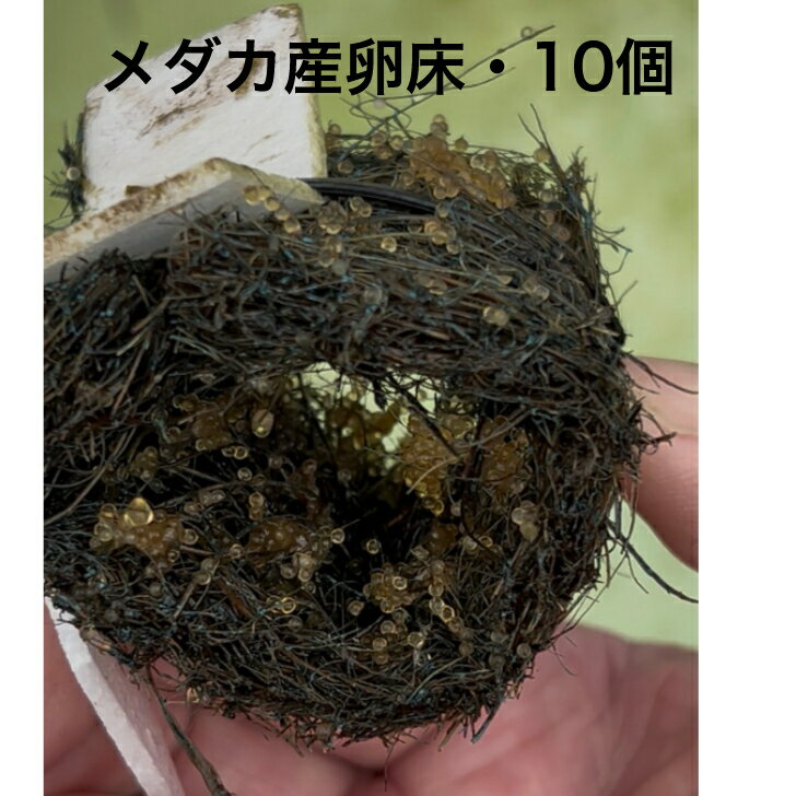 メダカ産卵床・10個※北海道は送料...