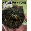 メダカ産卵床・100個 ※北海道は送料600円・沖縄は送料500円 メダカ 幹之 楊貴妃 産卵 卵 猫飯 メダカ女子