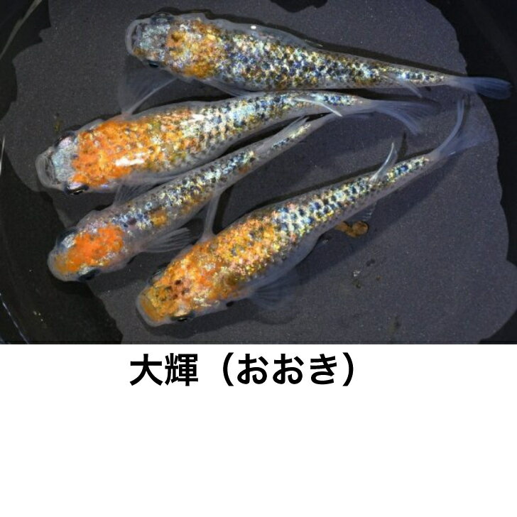 大輝（おおき）メダカの稚魚・10匹メダカ三色幹之楊貴妃ラメメダカの稚魚・10匹　送料無料　 楽天　猫飯　メダカ 三色　幹之 楊貴妃 ラメ 稚魚　人気