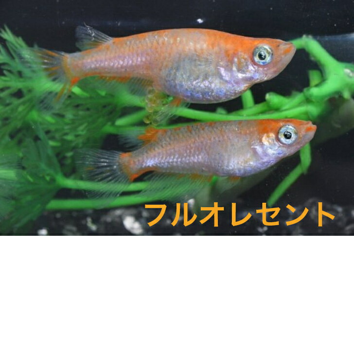 フルオレセントメダカの稚魚・10匹メダカ三色幹之楊貴妃ラメメダカの稚魚・10匹　送料無料　 楽天　猫飯　メダカ 三色　幹之 楊貴妃 ラメ 稚魚　人気
