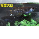 曜変天目(ようへんてんもく)メダカの稚魚・10匹メダカ三色幹之楊貴妃ラメメダカの稚魚・10匹 送料無料 楽天 猫飯 メダカ 三色 幹之 楊貴妃 ラメ 稚魚 人気