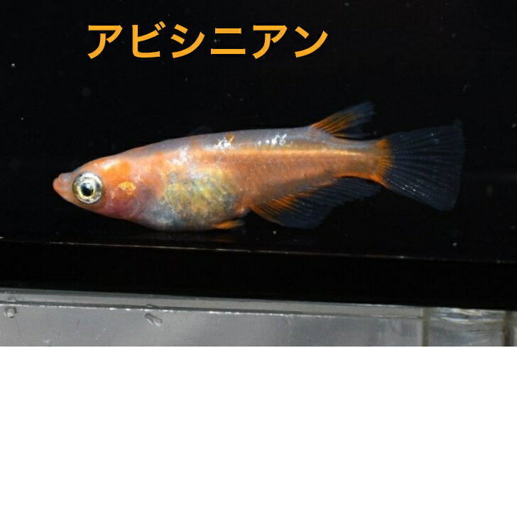 アビシニアンメダカの稚魚・10匹メダカ三色幹之楊貴妃ラメメダカの稚魚・10匹　送料無料　 楽天　猫飯　メダカ 三色　幹之 楊貴妃 ラメ 稚魚　人気