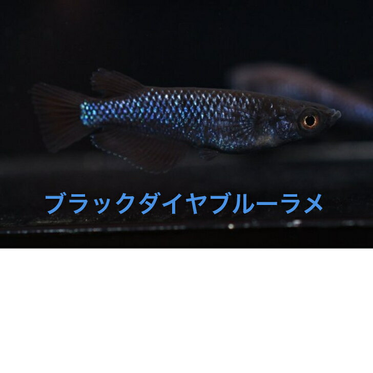 ブラックダイヤブルーラメメダカの稚魚・10匹メダカ三色幹之楊貴妃ラメメダカの稚魚・10匹　送料無料　 楽天　猫飯　メダカ 三色　幹之 楊貴妃 ラメ 稚魚　人気