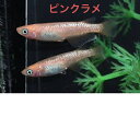 ピンクラメメダカの稚魚・10匹メダカ三色幹之楊貴妃ラメメダカの稚魚・10匹 送料無料 楽天 猫飯 メダカ 三色 幹之 楊貴妃 ラメ 稚魚 人気
