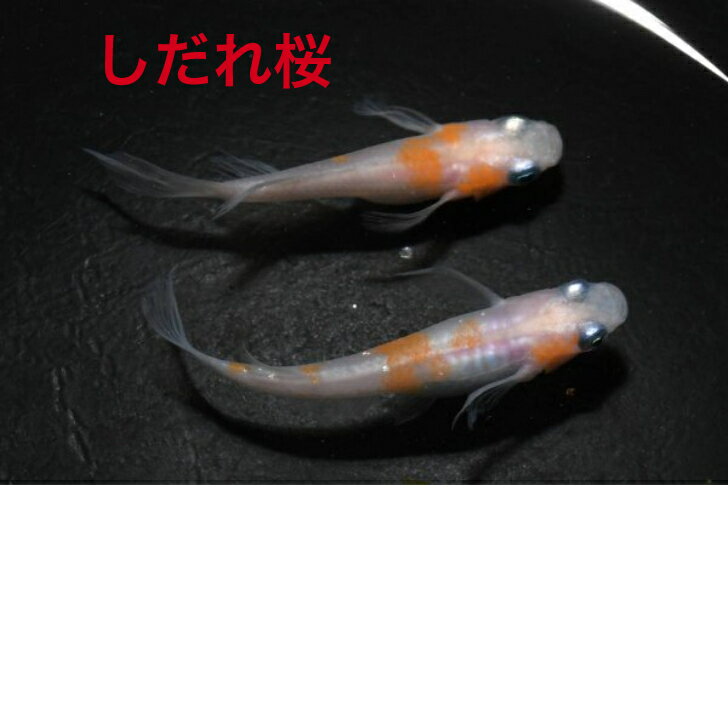 しだれ桜メダカの稚魚・10匹メダカ三色幹之楊貴妃ラメメダカの稚魚・10匹　送料無料　 楽天　猫飯　メダカ 三色　幹之 楊貴妃 ラメ 稚魚　人気