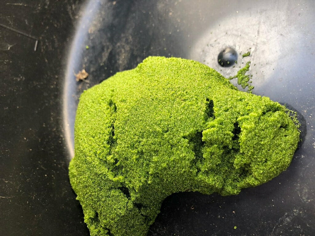 �ߥ��󥳥��������ʿ�ð���ˡ�25g�����𡡤���������