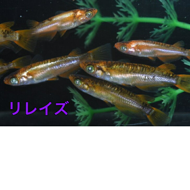 樂天商城 - リレイズメダカの稚魚・10匹 めだか 三色幹之 楊貴妃 ラメ 送料無料 楽天 猫飯 稚魚 人気