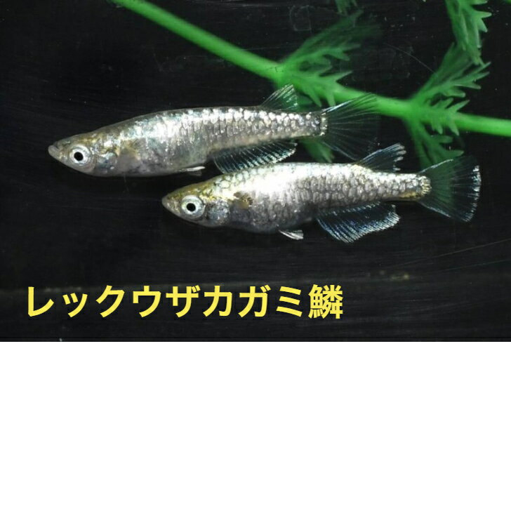 レックウザカガミ鱗メダカの稚魚・10匹 めだか 三色幹之 楊貴妃 ラメ 送料無料 楽天 猫飯 稚魚 人気