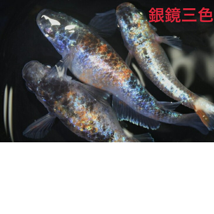 銀鏡三色メダカの稚魚・10匹 めだか 三色幹之 楊貴妃 ラメ 送料無料 楽天 猫飯 稚魚 人気