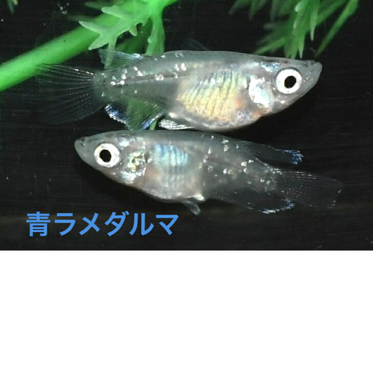 青ラメダルマメダカの稚魚・10匹 めだか 三色幹之 楊貴妃 ラメ 送料無料 楽天 猫飯 稚魚 人気