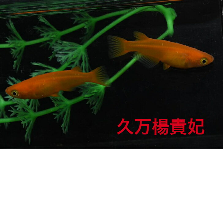 樂天商城 - 久万楊貴妃メダカの稚魚・10匹 めだか 三色幹之 楊貴妃 ラメ 送料無料 楽天 猫飯 稚魚 人気