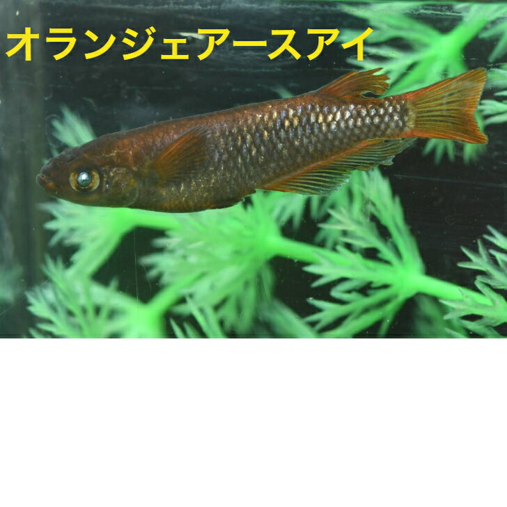 オランジェアースアイメダカの稚魚・10匹 めだか 三色幹之 楊貴妃 ラメ 送料無料 楽天 猫飯 稚魚 人気