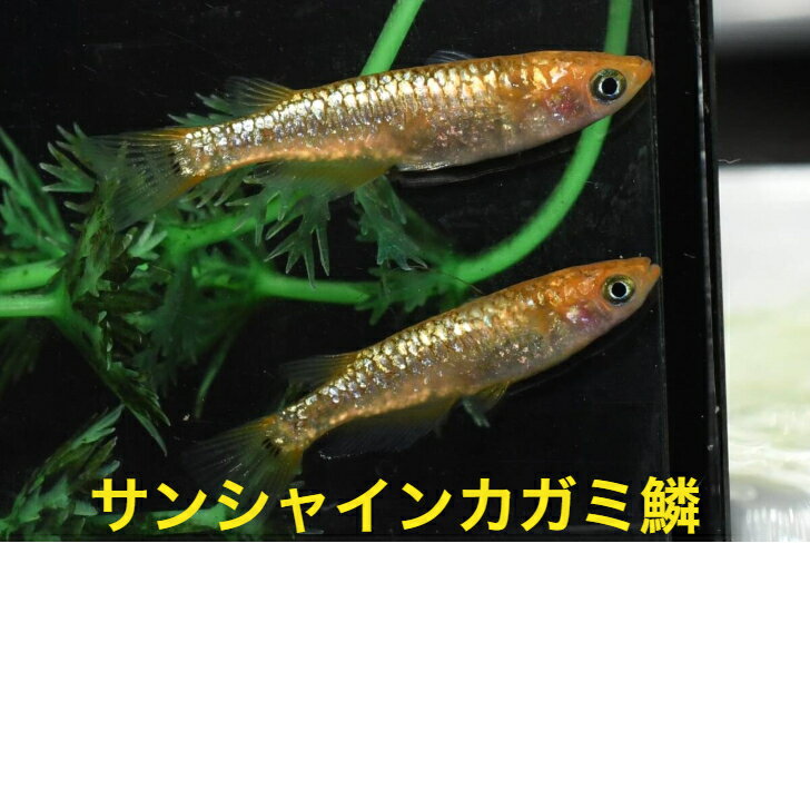 サンシャインカガミ鱗メダカの稚魚・10匹 めだか 三色幹之 楊貴妃 ラメ 送料無料 楽天 猫飯 稚魚 人気