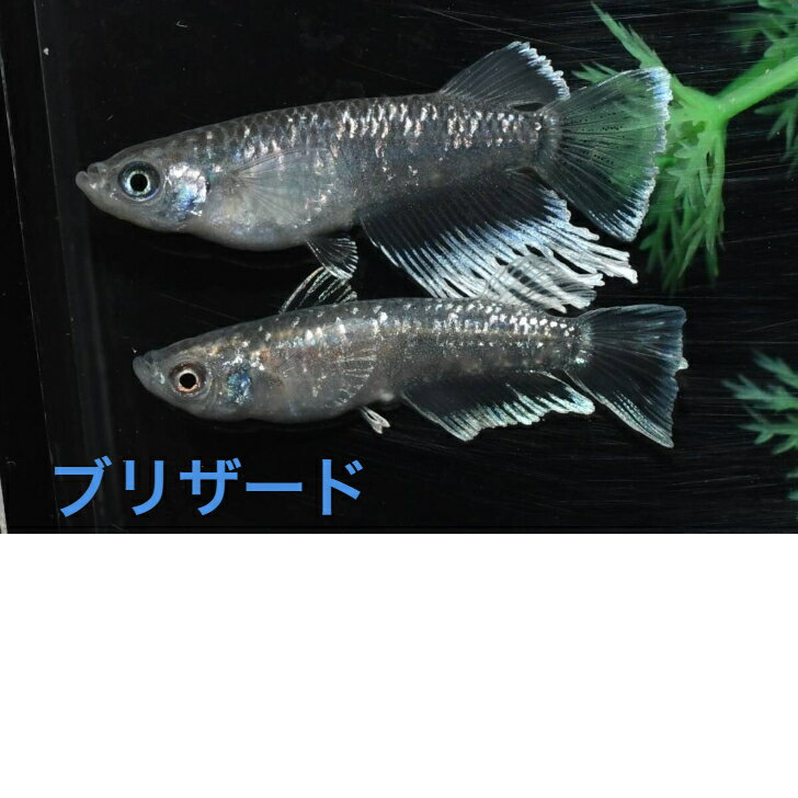 樂天商城 - ブリザードメダカの稚魚・10匹 めだか 三色幹之 楊貴妃 ラメ 送料無料 楽天 猫飯 稚魚 人気