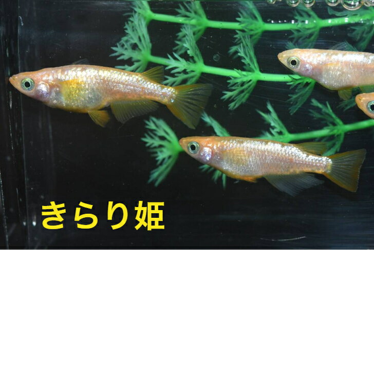 きらり姫メダカの稚魚・10匹 めだか 三色幹之 楊貴妃 ラメ 送料無料 楽天 猫飯 稚魚 人気