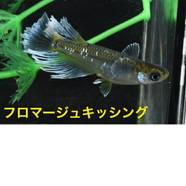 フロマージュキッシングメダカの稚魚・10匹 めだか 三色幹之 楊貴妃 ラメ 送料無料 楽天 猫飯 稚魚 人気