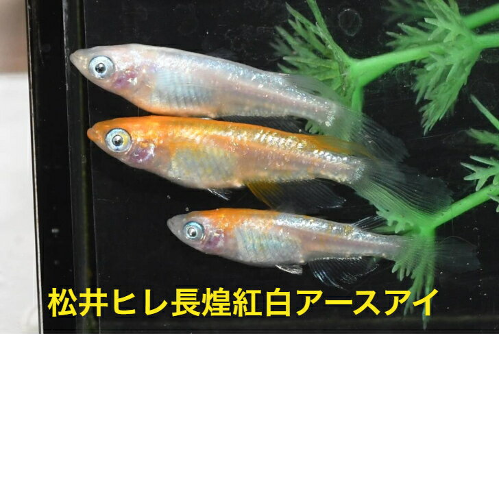 松井ヒレ長煌紅白アースアイメダカの稚魚・10匹 めだか 三色幹之 楊貴妃 ラメ 送料無料 楽天 猫飯 稚魚 人気